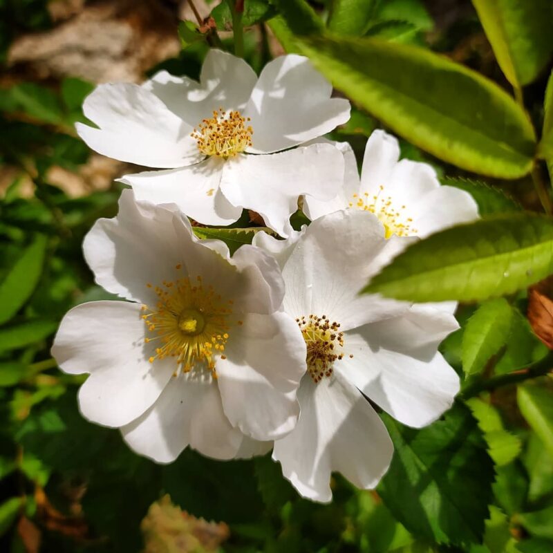 Rosehip (Rosa Canina) Organic Carrier Oil - 100ml (Including IVA) - Image 8