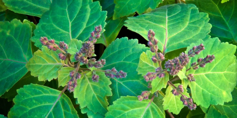 Patchouli (Pogostemon Cablin) Organic Essential Oil -15ml (Including IVA) - Image 7