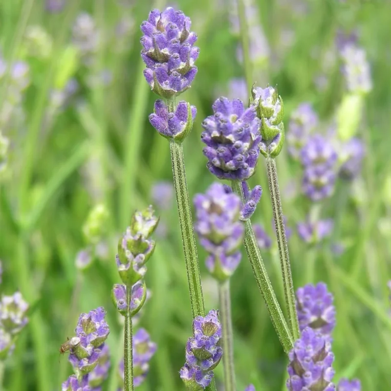 Lavender (Lavandula Angustifolia) Organic Essential Oil - 15ml (Including IVA) - Image 7